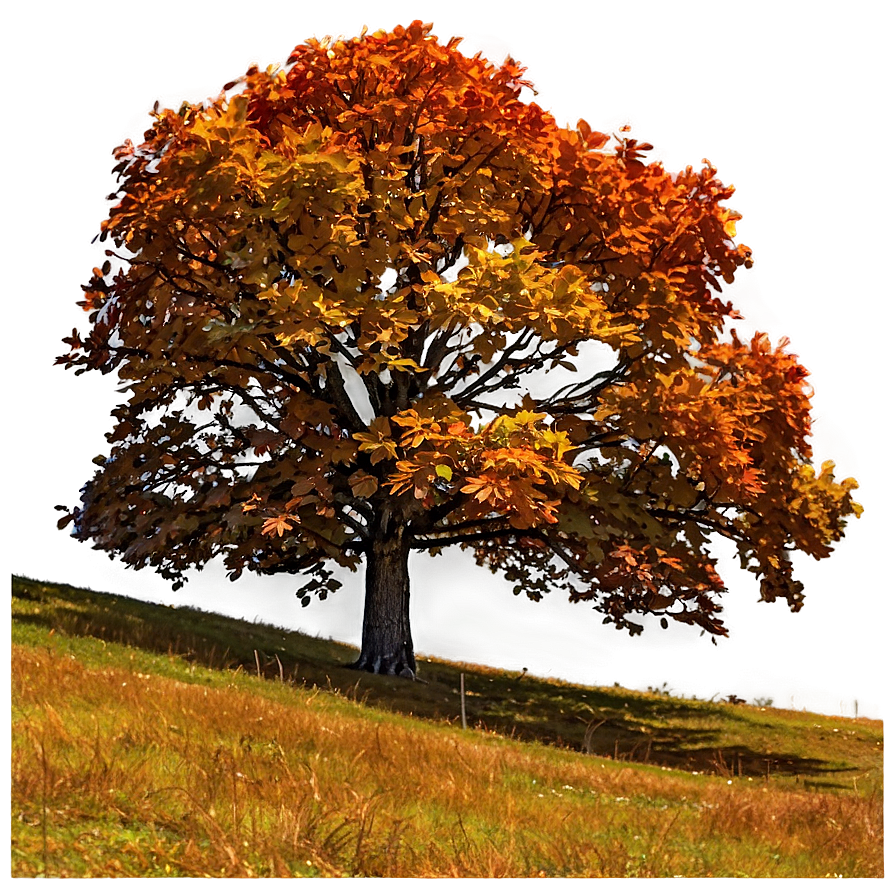 Fall Trees On Rolling Hills Png 06212024 PNG Image