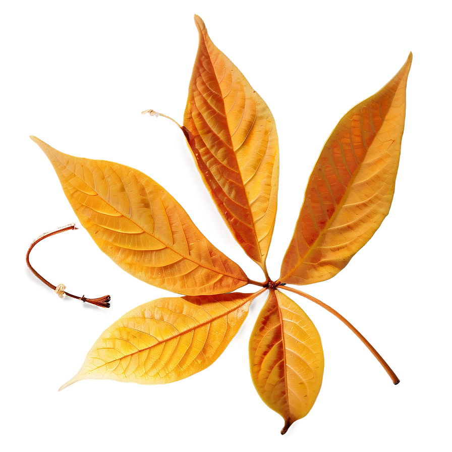 Fallen Leaf In Autumn Png 06202024 PNG Image