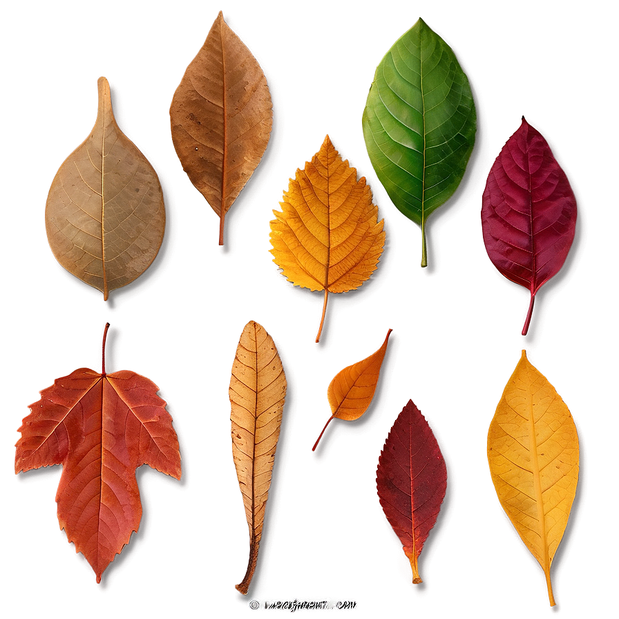 Fallen Leaves In The Park Png Uov PNG Image