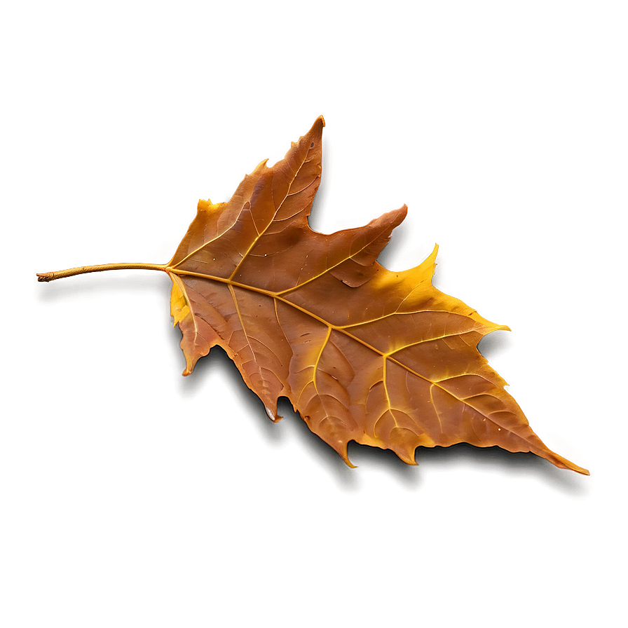 Fallen Leaves In The Park Png Ysk PNG Image