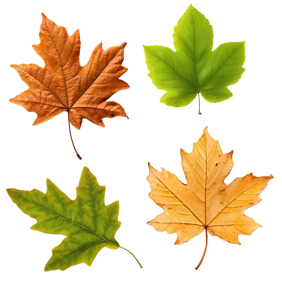 Fallen Leaves Natural Background Png 10 PNG Image