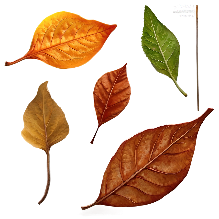 Fallen Leaves On Wooden Surface Png Ljd PNG Image