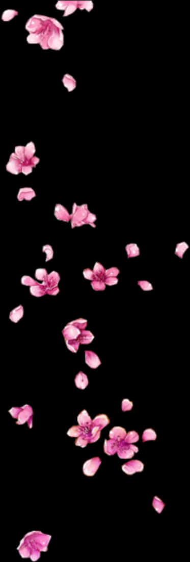 Falling Cherry Blossoms Black Background PNG Image