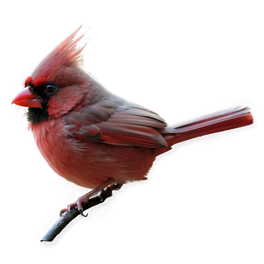 Fantasy Cardinal Png 52 PNG Image