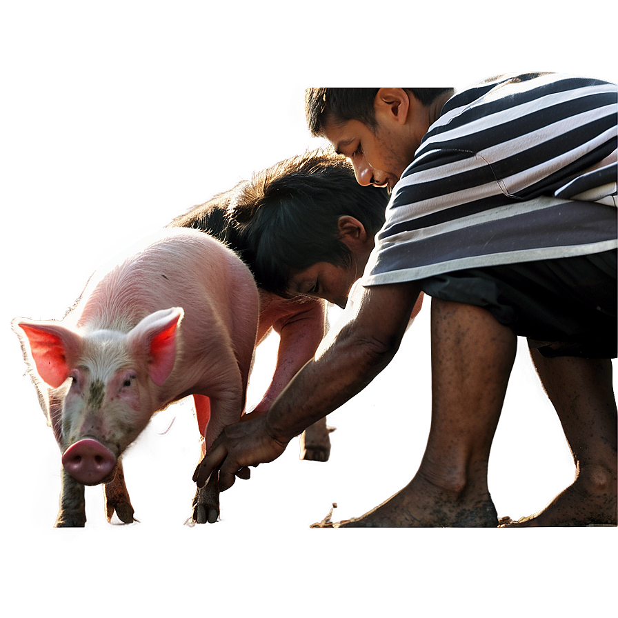 Farmer Feeding Pigs Png Enj15 PNG Image