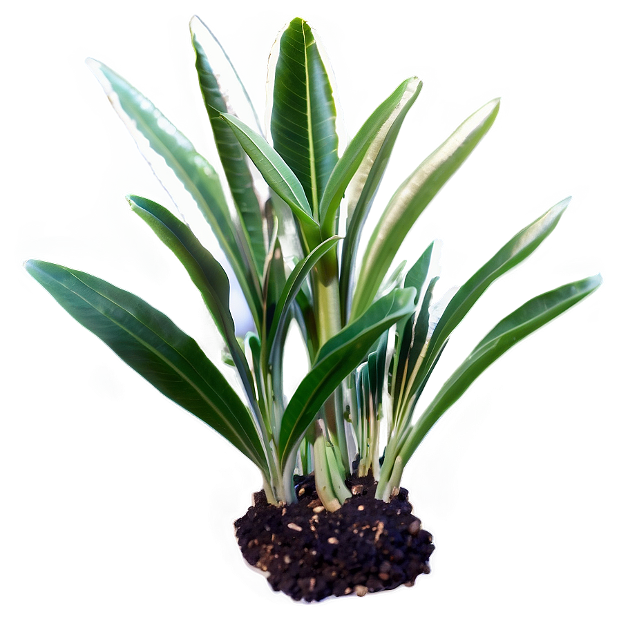 Fast Growing Plants Png 20 PNG Image