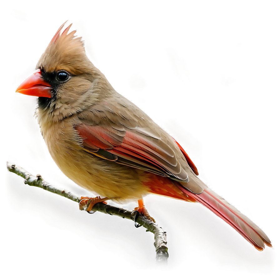 Female Cardinal Png Kww69 PNG Image