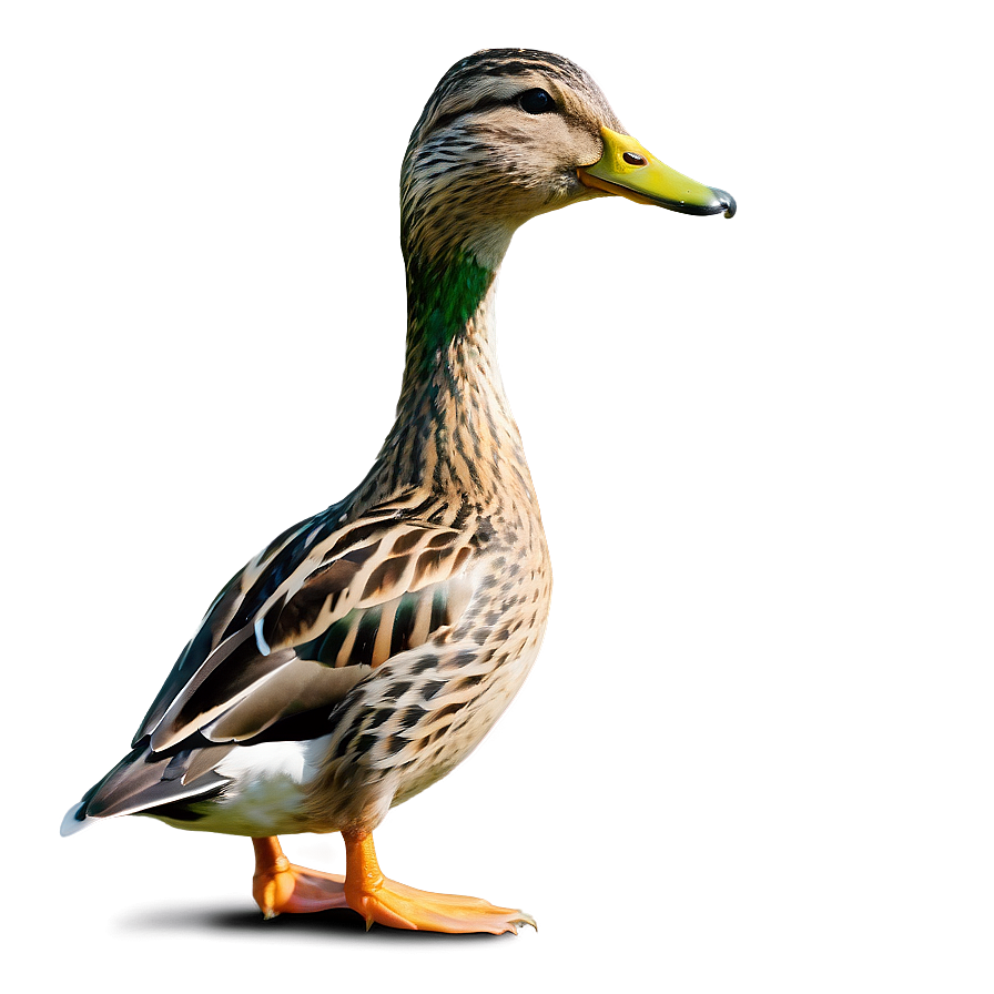 Female Mallard Duck Png Jay80 PNG Image