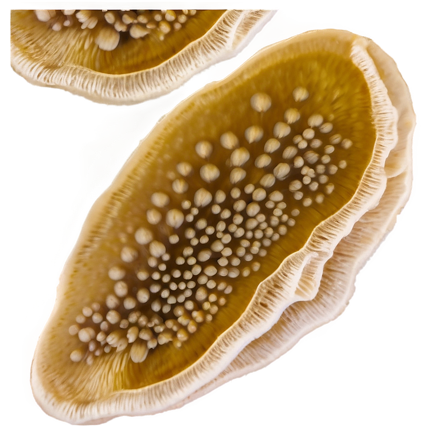 Fermentation Fungus Png Lgw PNG Image