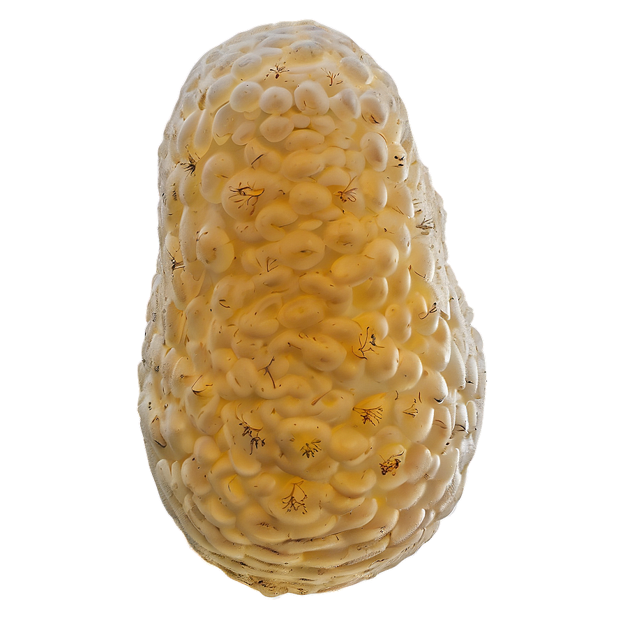 Fermentation Fungus Png Mdu62 PNG Image