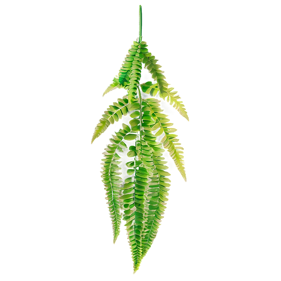 Fern Hanging Plant Png 05252024 PNG Image