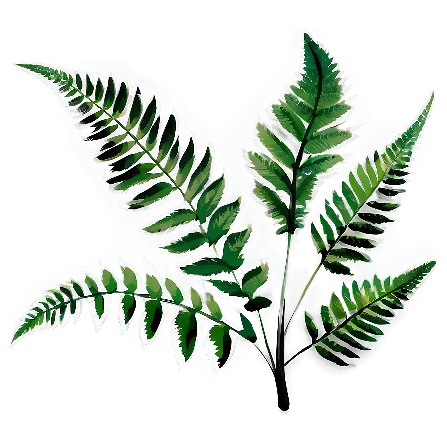 Fern Leaf In Black And White Png Bfl20 PNG Image