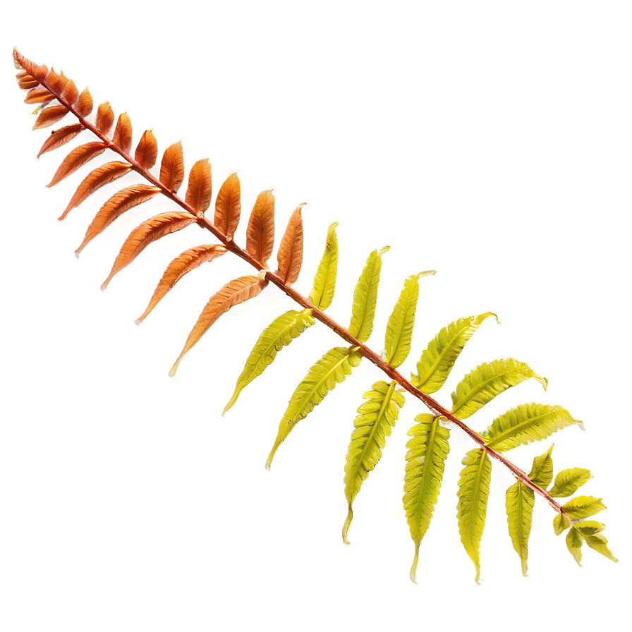 Fern Leaf In Natural Habitat Png 06282024 PNG Image