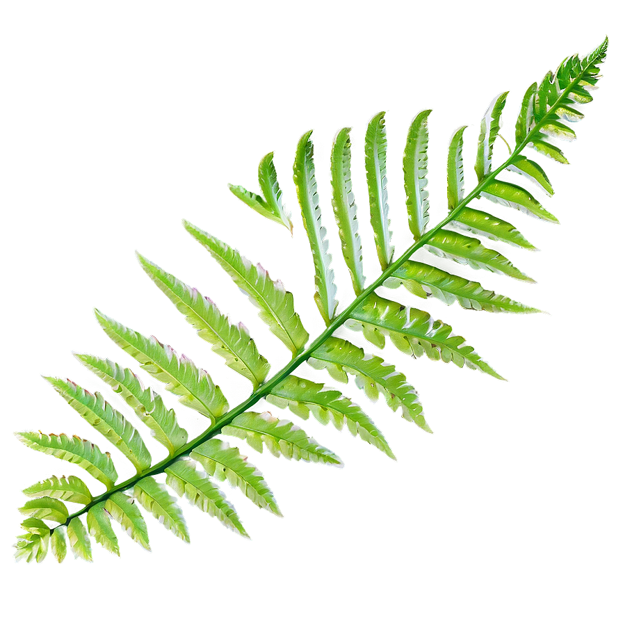 Fern Leaf In Natural Habitat Png Cxv PNG Image