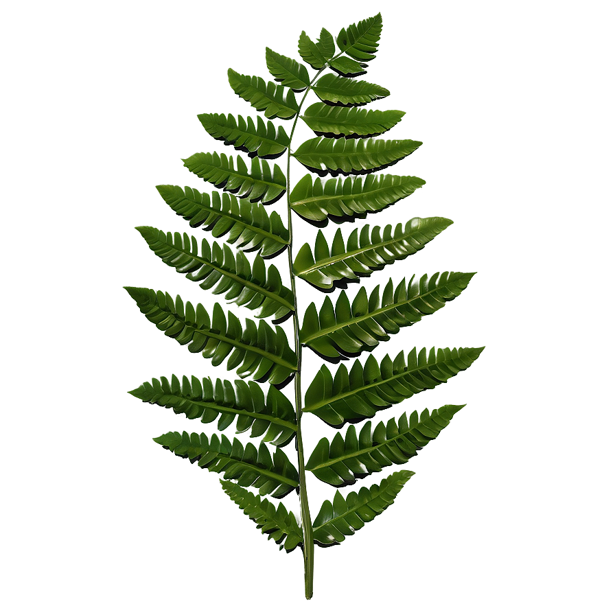 Fern Leaf Wedding Decoration Png 29 PNG Image