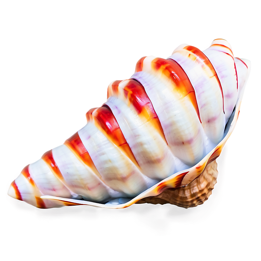 Festive Conch Shell Png Oxr96 PNG Image