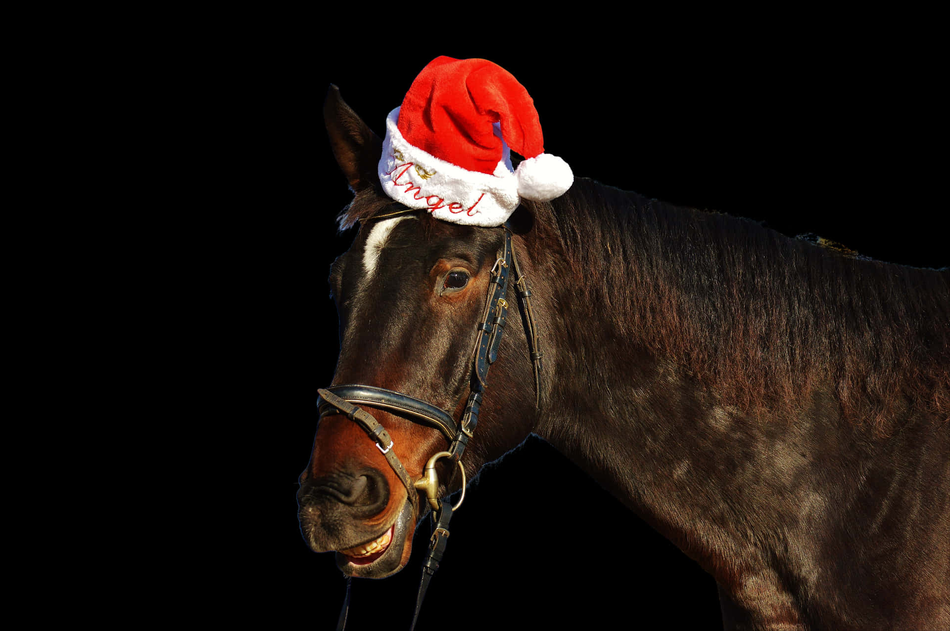 Festive_ Horse_with_ Santa_ Hat PNG Image