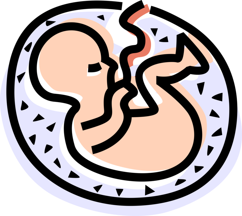 Fetal Development Illustration PNG Image