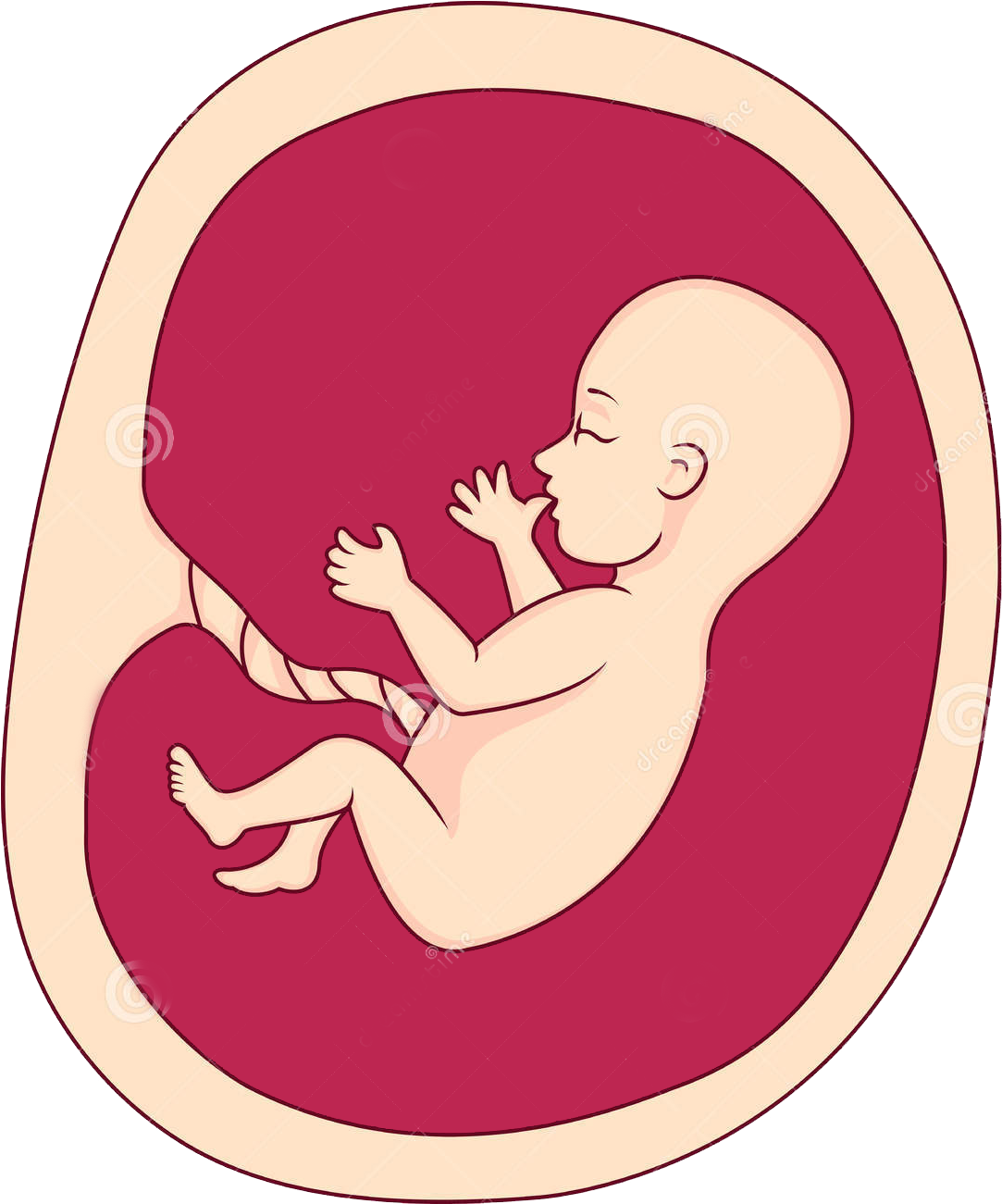 Fetal Development Illustration PNG Image