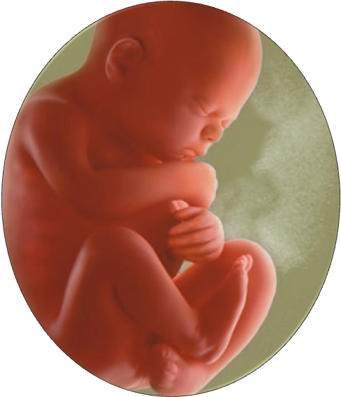 Fetal Developmentin Womb PNG Image