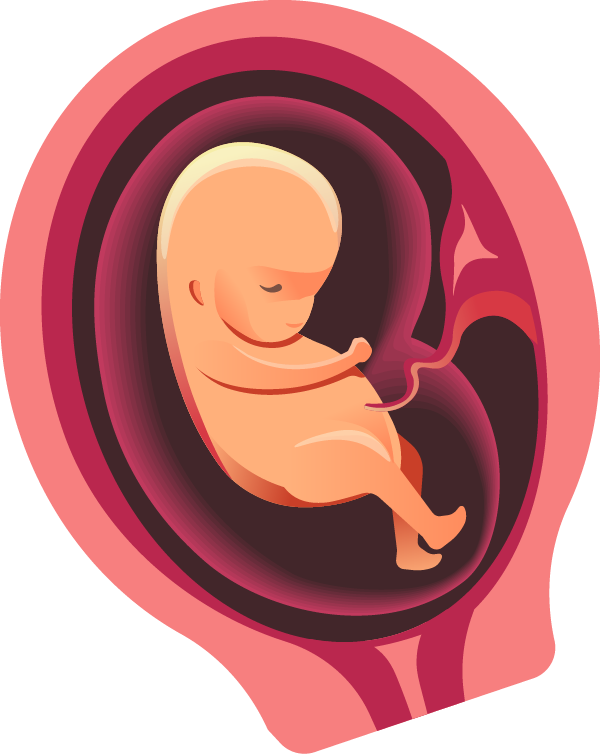 Fetal Developmentin Womb Illustration PNG Image