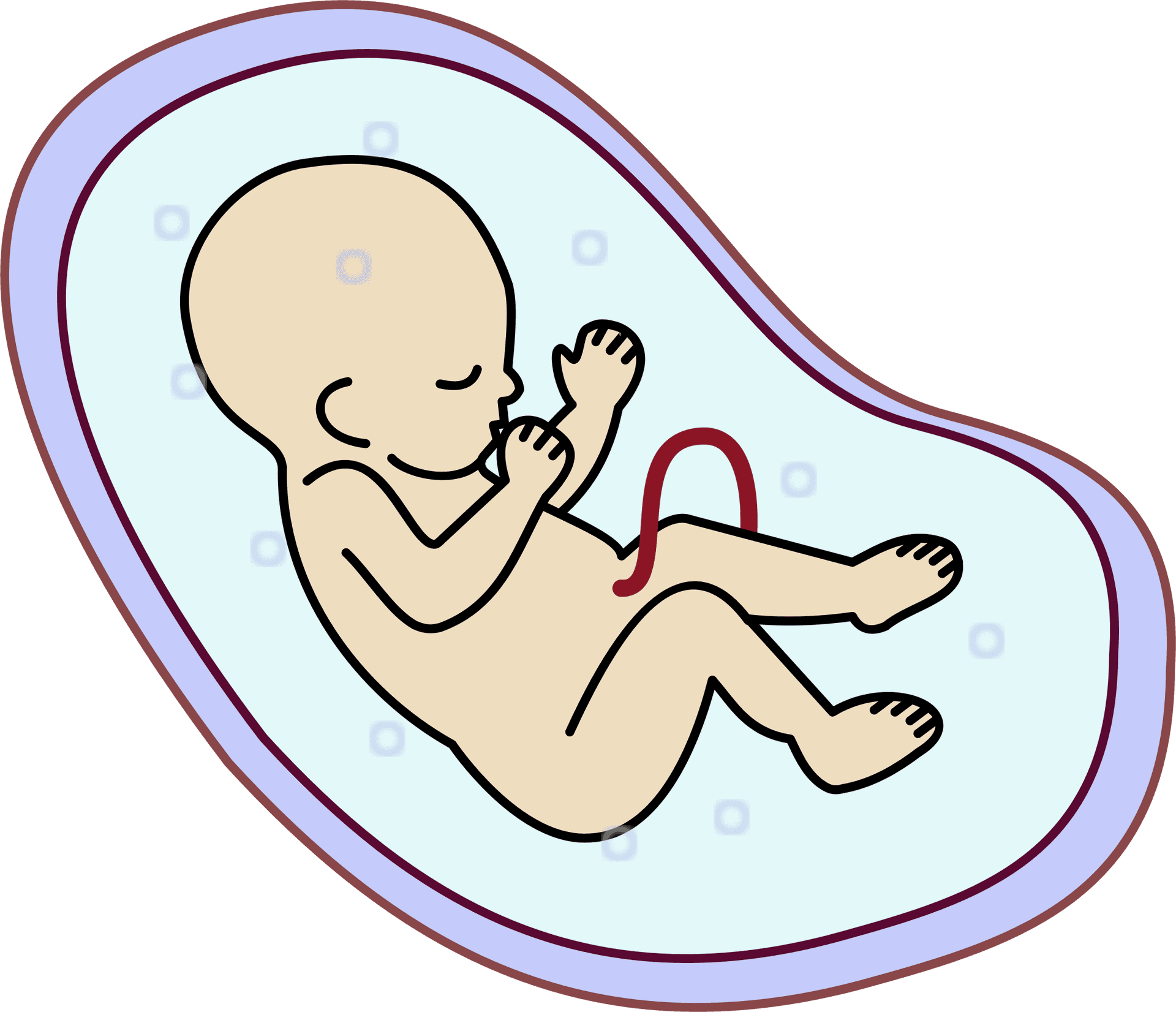 Fetal_ Illustration_in_ Womb.png PNG Image