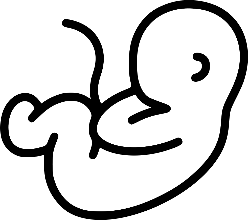 Fetal_ Line_ Drawing PNG Image