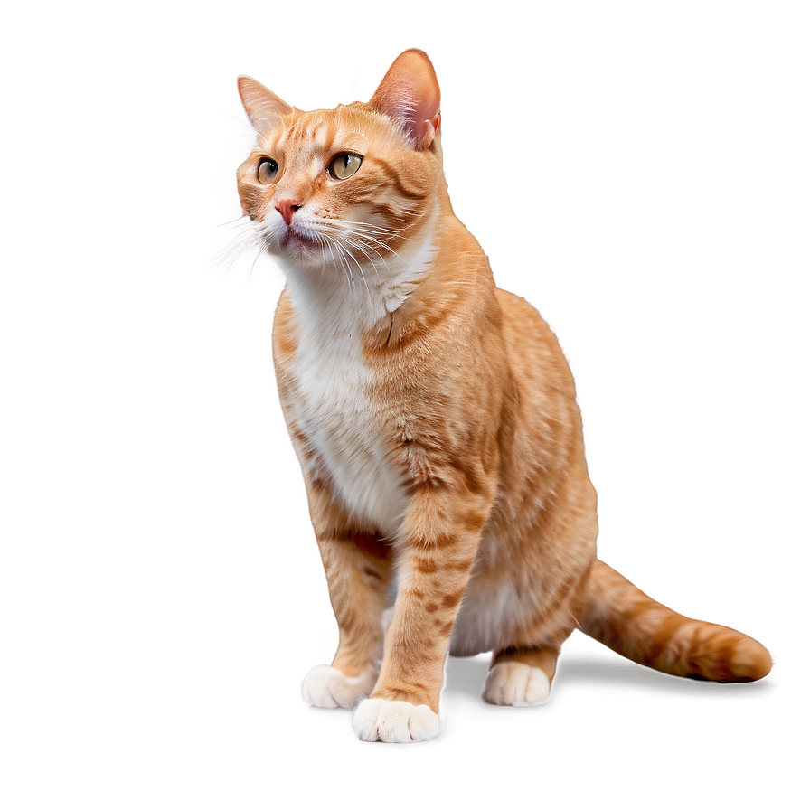 Fierce Cat Stance Png B PNG Image