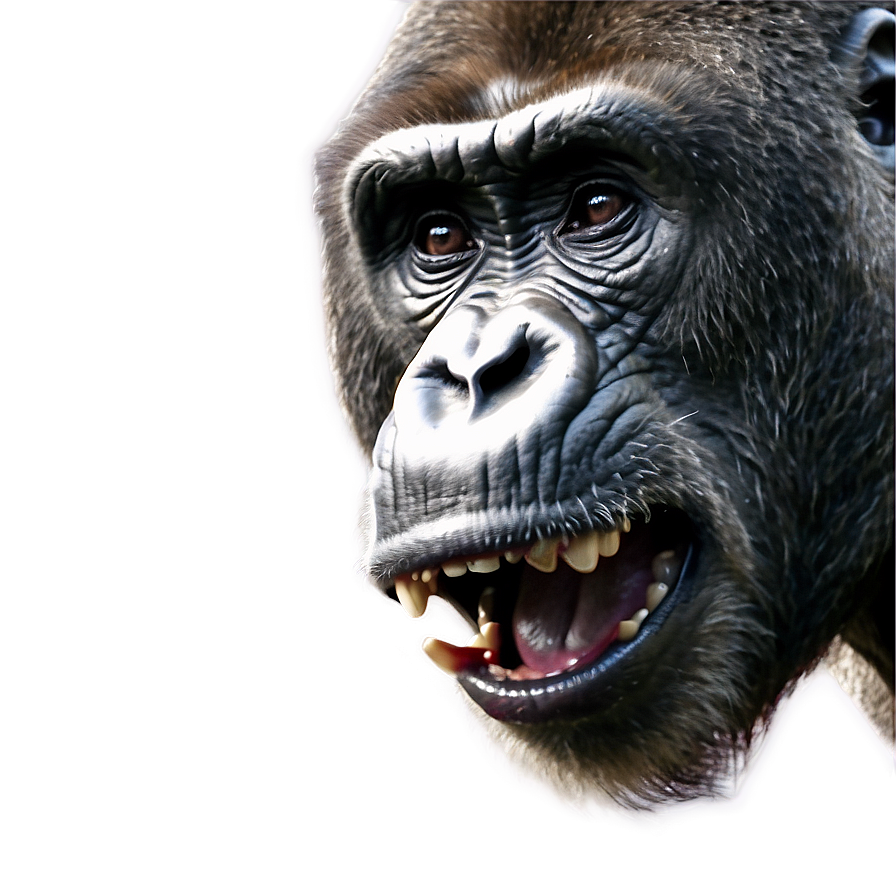 Fierce Gorilla Roar Png 58 PNG Image