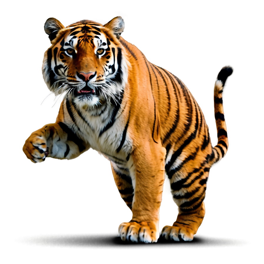 Fierce Tiger Stance Png 19 PNG Image