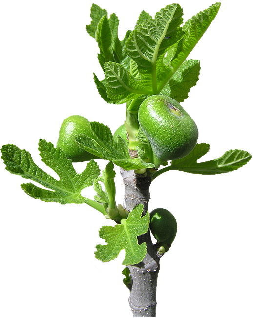 Fig Tree Branchwith Fruitand Leaves PNG Image