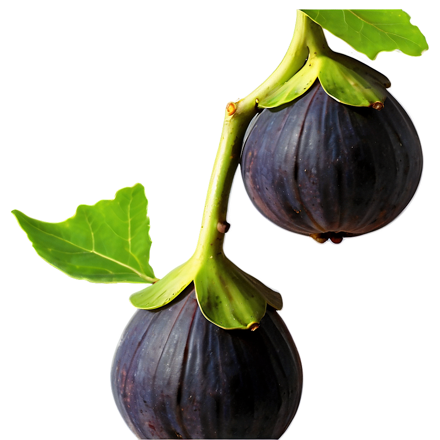 Figs On Vine Png Fwu72 PNG Image