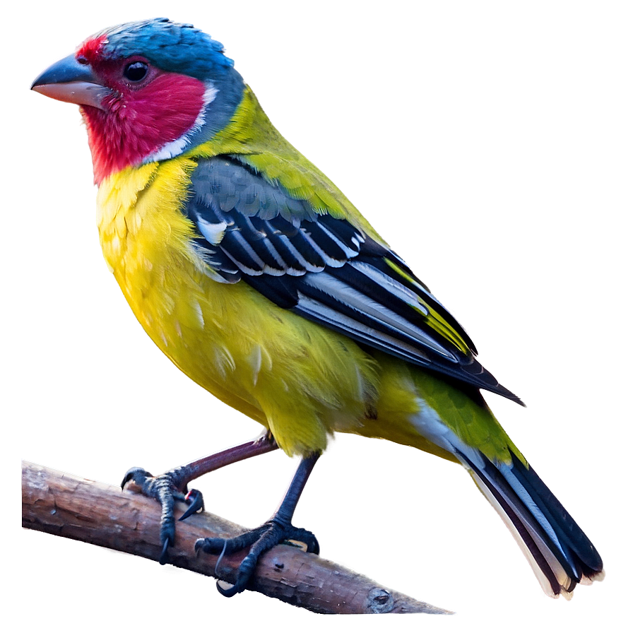 Finch Bird Colorful Png 38 PNG Image