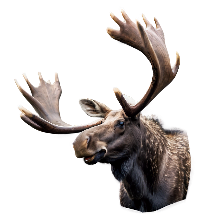 Finland Moose Wildlife Png Pyb PNG Image