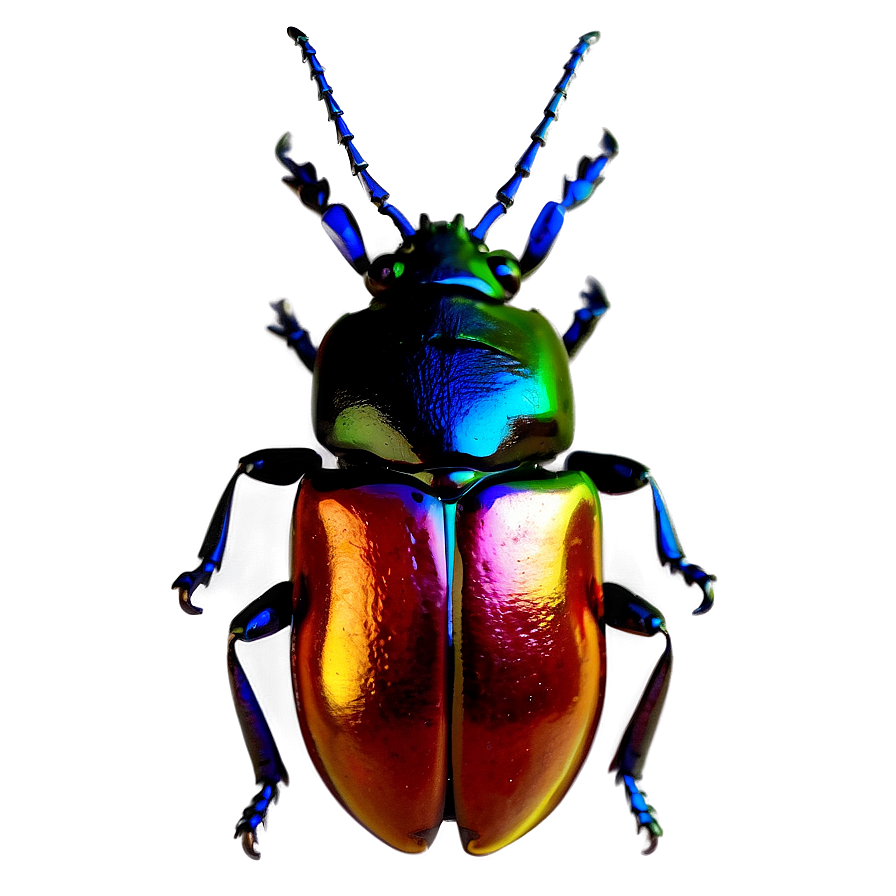 Firefly Beetle Png 06242024 PNG Image