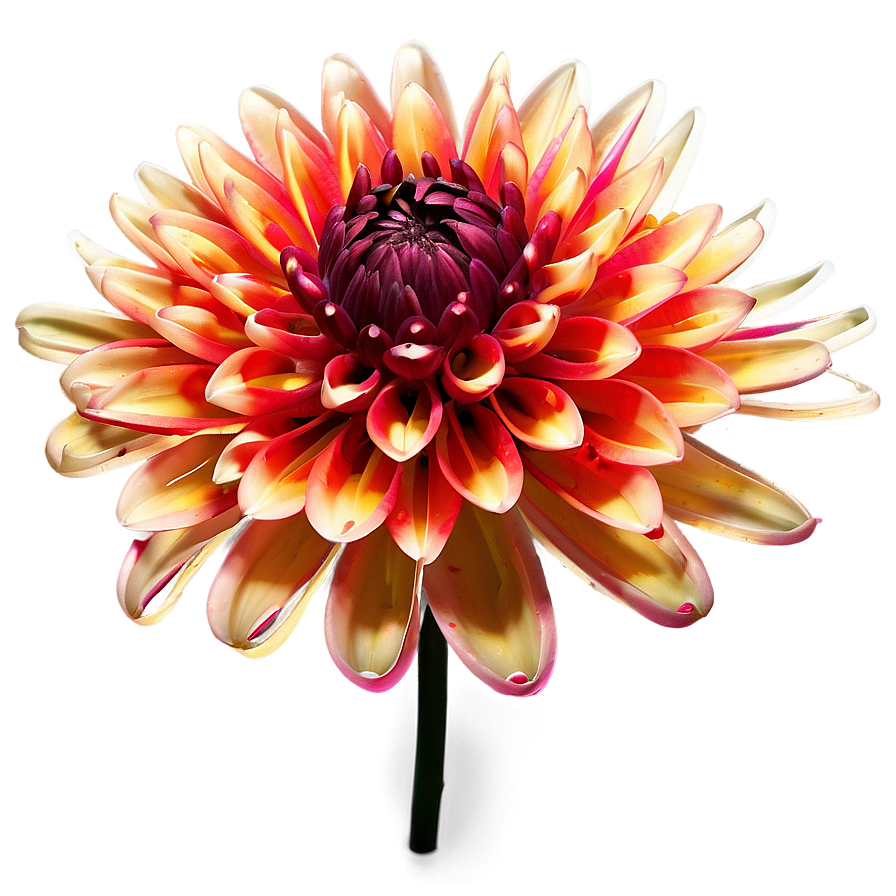 Firework Dahlia Explosion Png Erc35 PNG Image