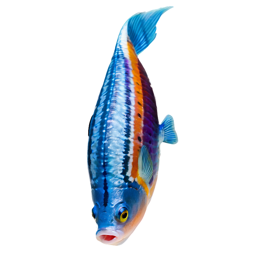 Fish D PNG Image