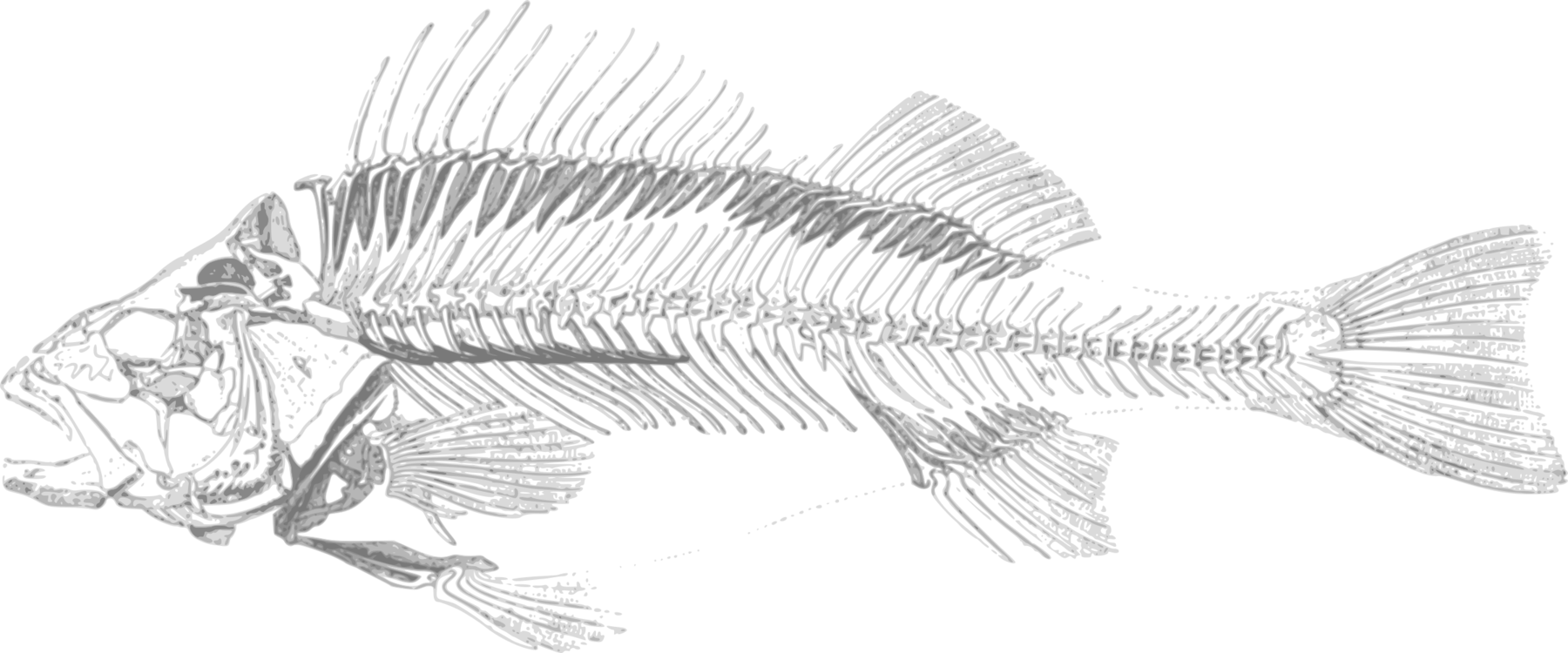 Fish Skeleton Illustration PNG Image