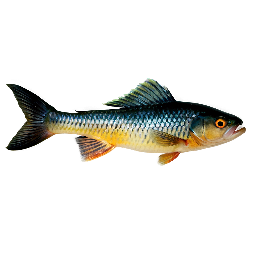 Fish Tail Png 13 PNG Image