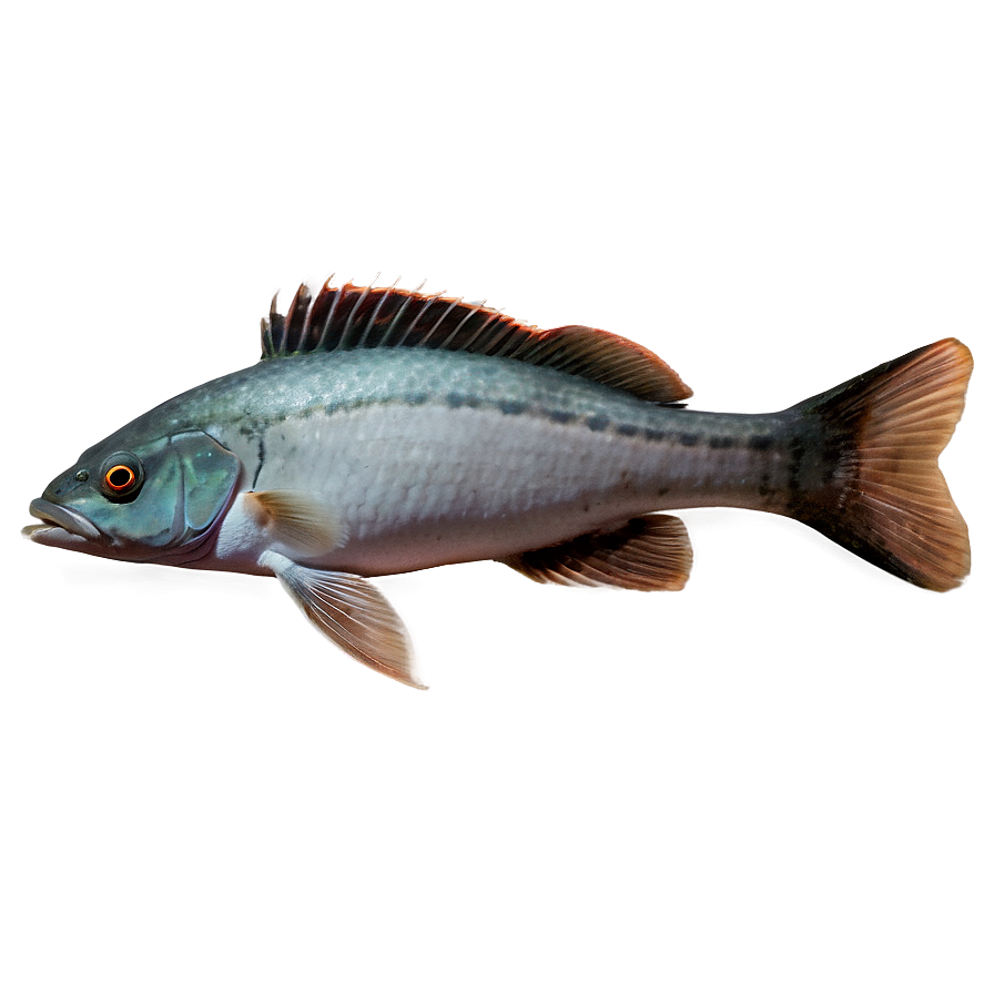 Fishes C PNG Image