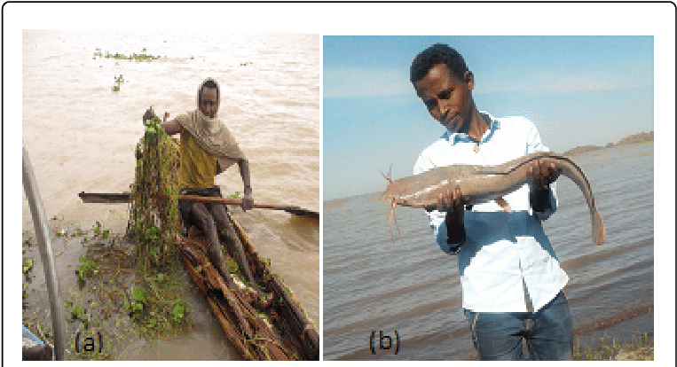 Fishing_ Activities_ Aquatic_ Harvest PNG Image