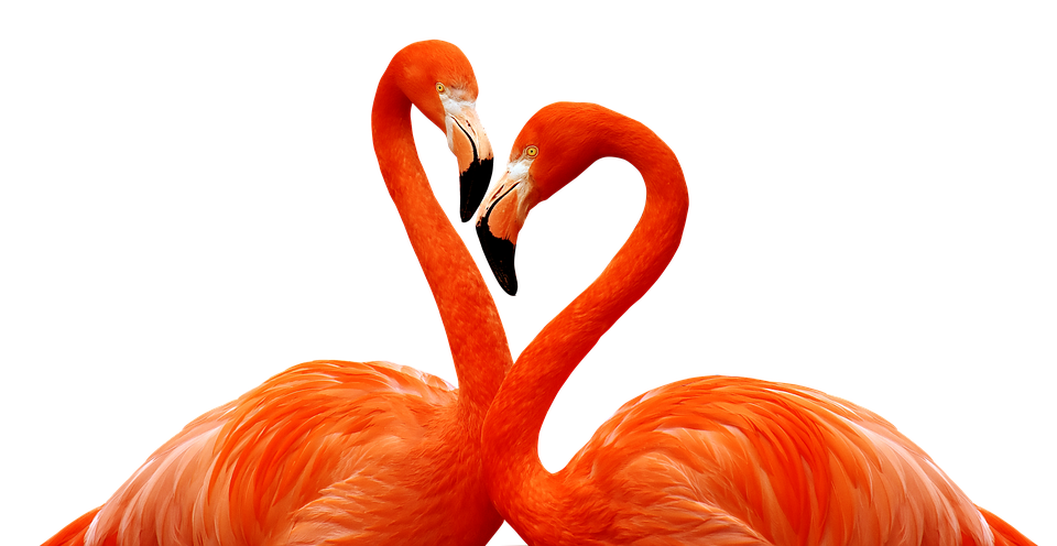 Flamingo Heart Formation PNG Image