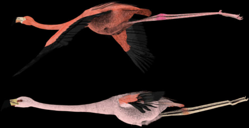 Flamingo In Flightand Resting PNG Image