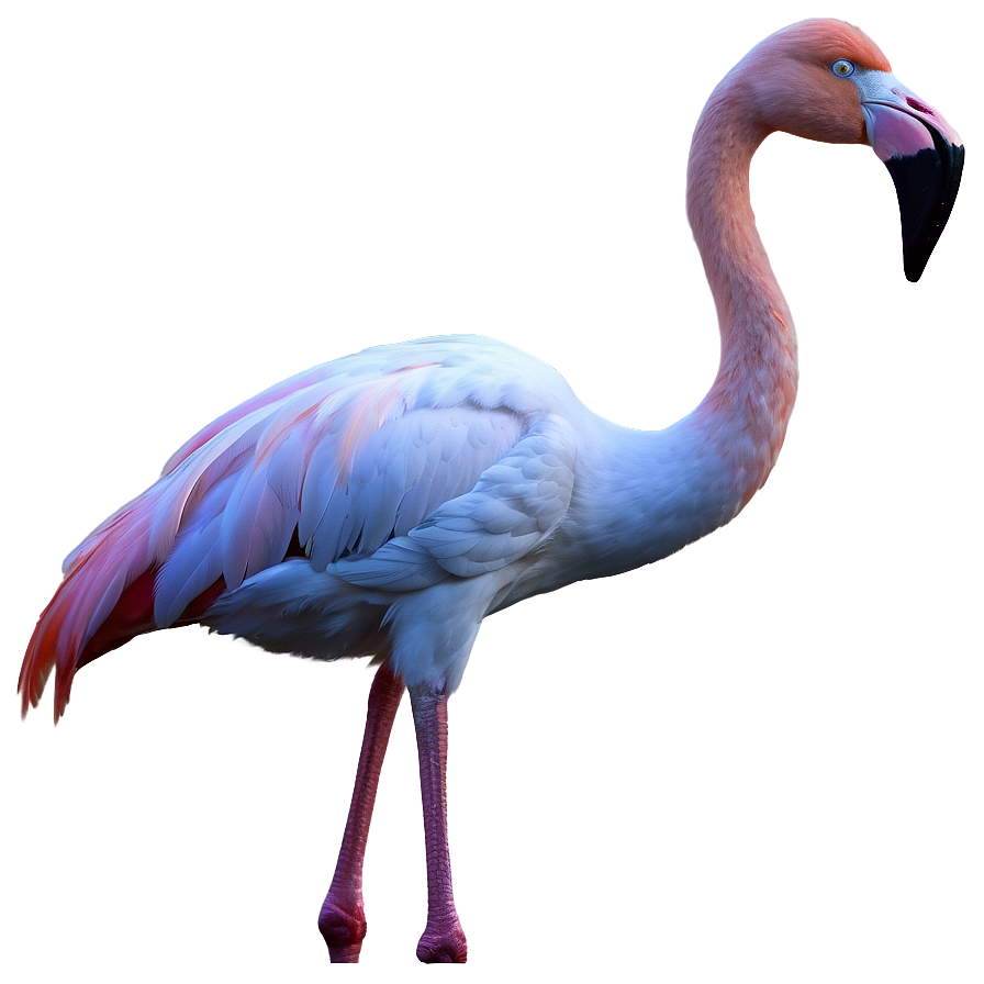 Flamingo Silhouette At Dawn Png Vcw PNG Image