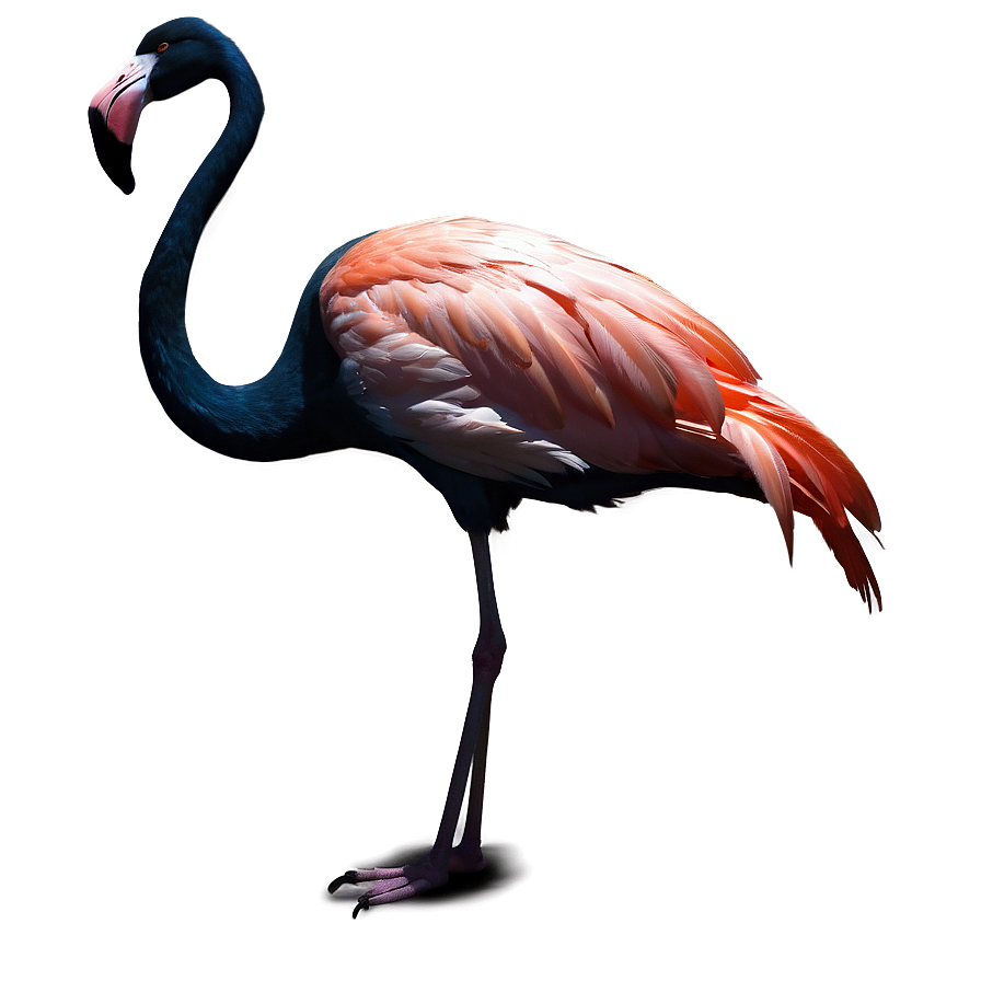 Flamingo Silhouette Png Tap50 PNG Image