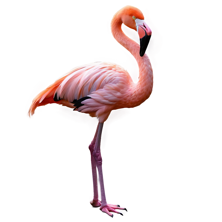 Flamingo Sunset Background Png 05062024 PNG Image