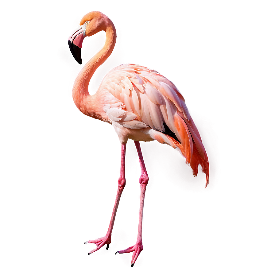 Flamingo Sunset Background Png 91 PNG Image