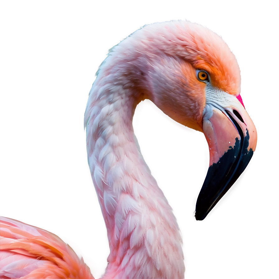 Flamingo Wedding Theme Png Elv18 PNG Image