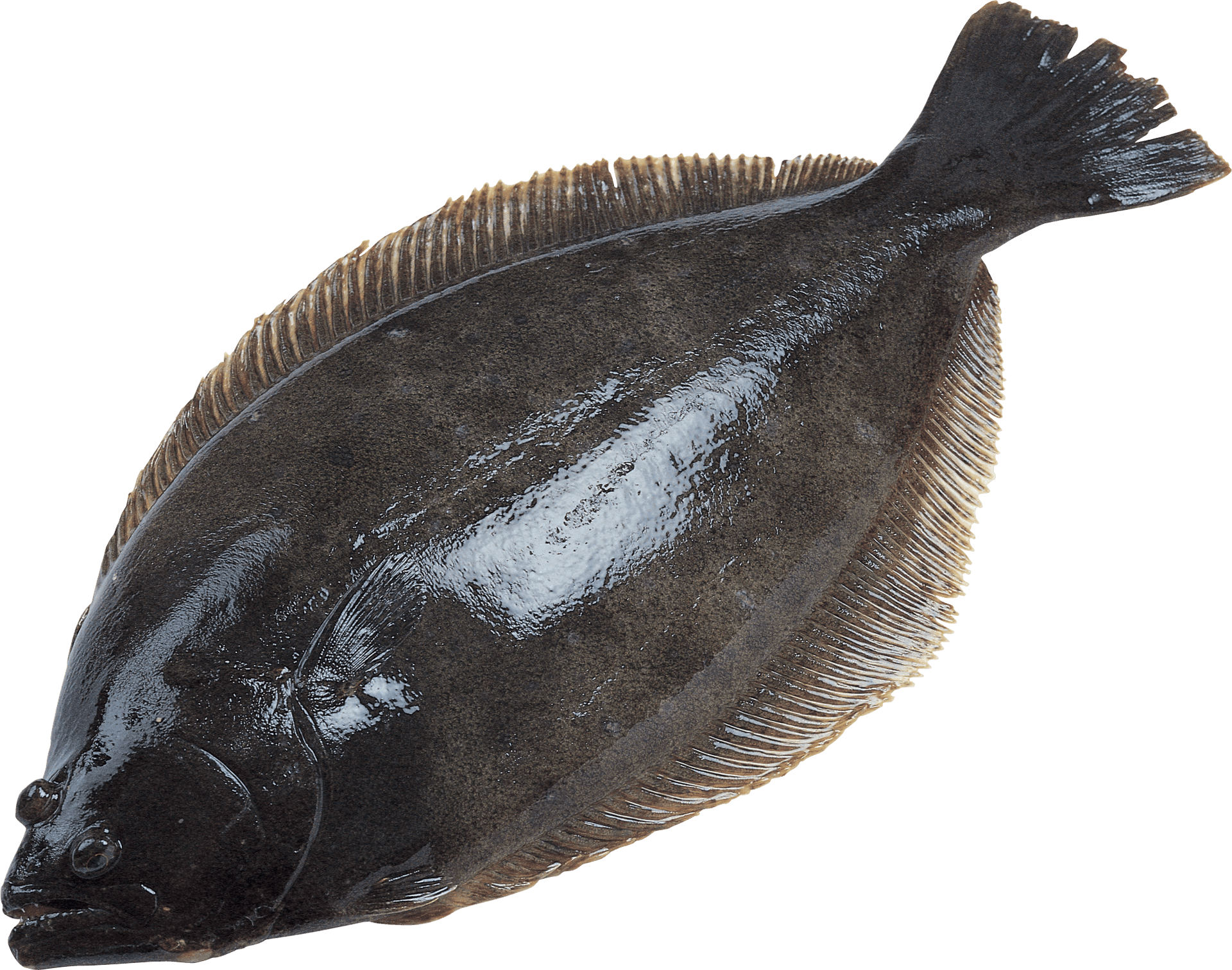 Flatfish Side View.png PNG Image