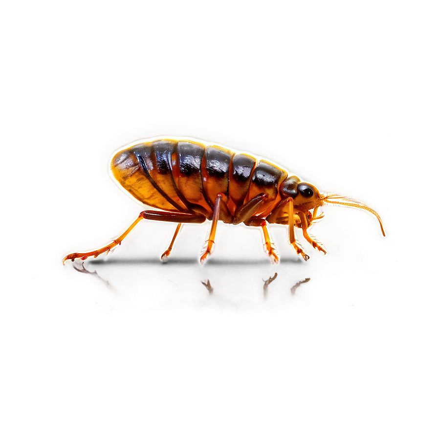 Flea Infestation Picture Png Xmi PNG Image